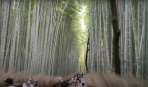 Kyoto Arashiyama Half-Day Itinerary (Bamboo Grove, Scenic Train & Hidden Spots + No Crowd Tips)