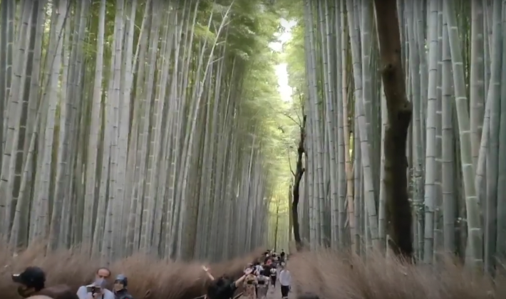 Kyoto Arashiyama Half-Day Itinerary (Bamboo Grove, Scenic Train & Hidden Spots + No Crowd Tips)